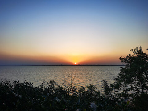 夕阳中的芦苇丛