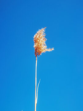 冬日晴空下的芦苇丛