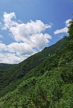 夏日里凉爽的山顶森林