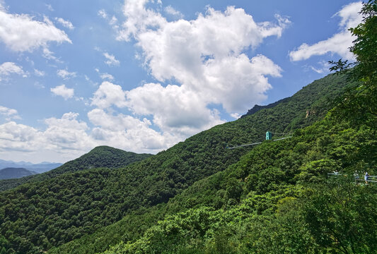 夏日里凉爽的山顶森林