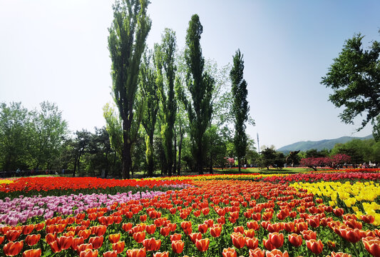 绽放中的郁金香花海