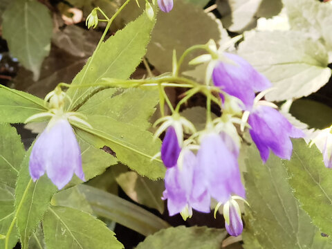 春日里紫色的花