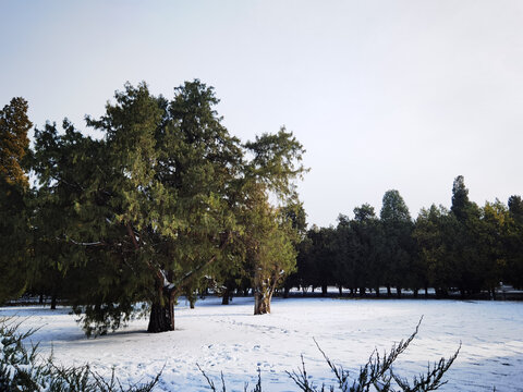 雪中的一颗松柏