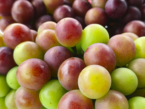 多彩葡萄