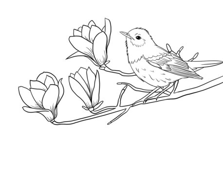 花鳥白描白玉蘭