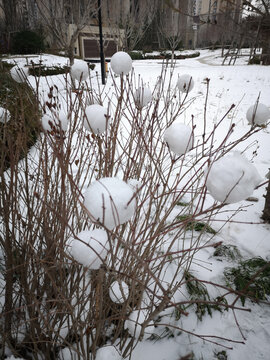 树上的雪