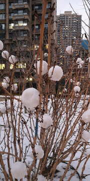 树上的雪