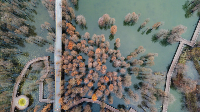 杭州青山湖水上森林