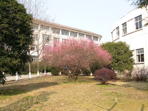 大学风景