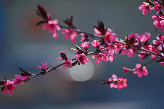 红桃花