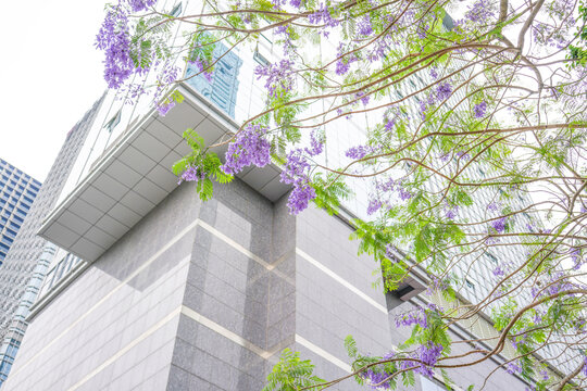 蓝樱花建筑仰拍