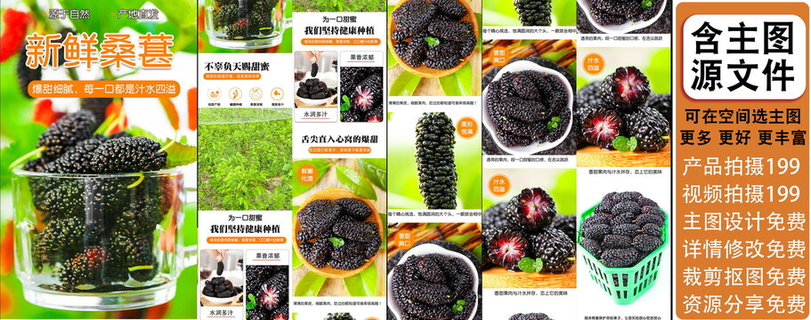 新鮮桑葚詳情