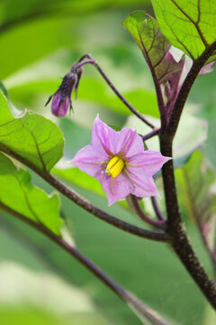 茄子花