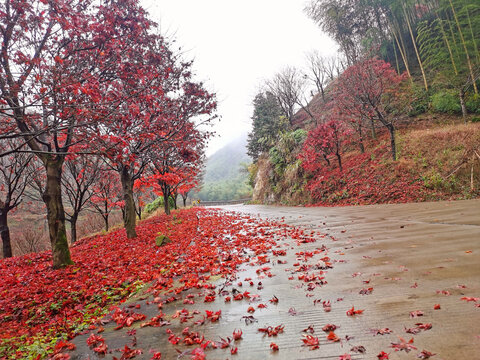 四明山路枫叶