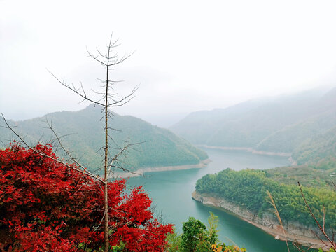 小喀纳斯古树村