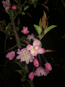 夜色中初绽放的海棠花