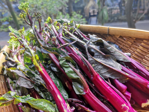 蔬菜紫油菜苔