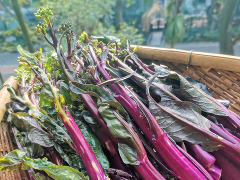 蔬菜芸菜薹