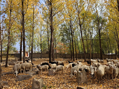 乡村放牧羊群