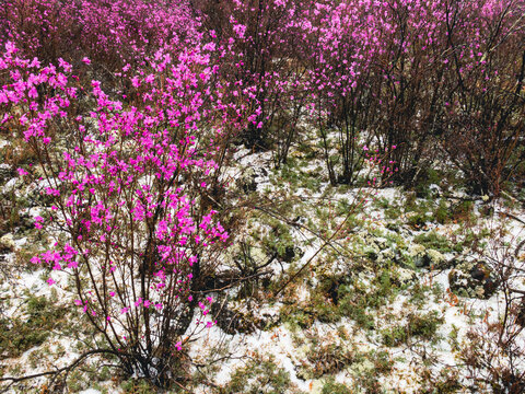 野生杜鹃花盛开