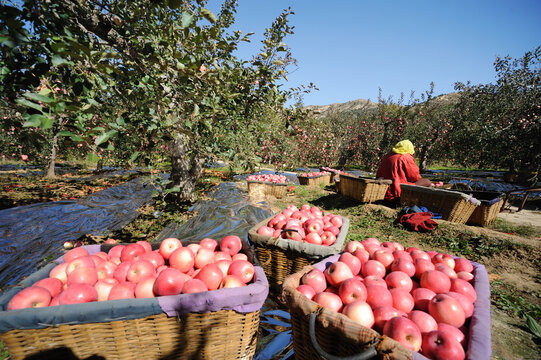 农民采摘苹果