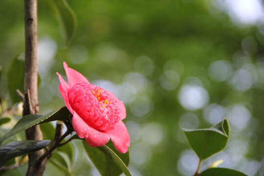 花卉茶花