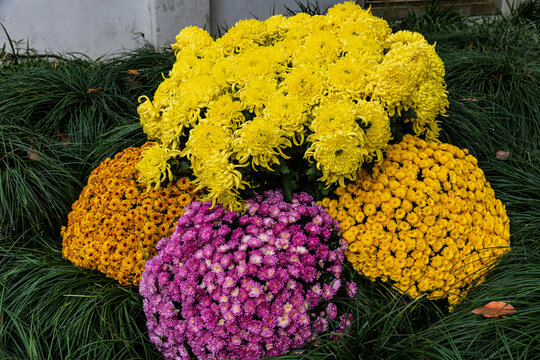 杭州植物园菊花展