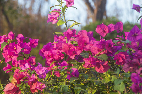 三角梅花丛花瓣