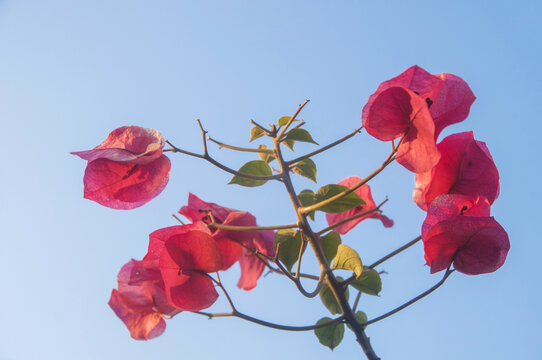 勒杜鹃花枝