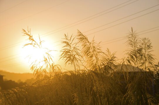 夕阳时分的芦苇草