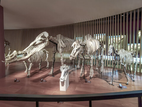 更新世晚期动物化石