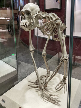 长臂猿骨架标本