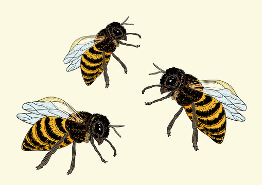蜜蜂插畫