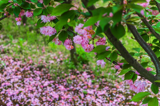 落花缤纷