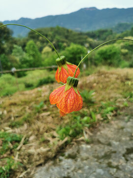 灯笼花