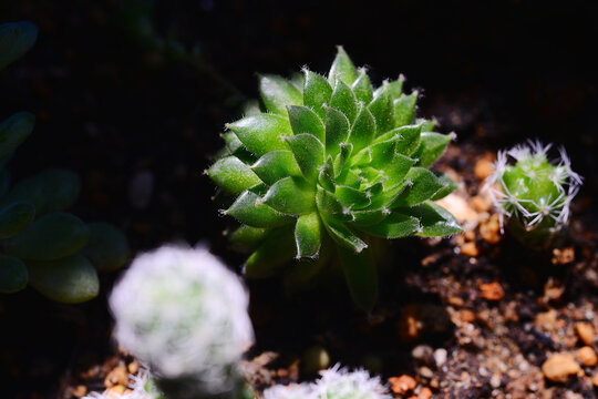 多肉植物微距