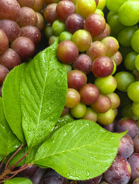 绿叶水珠葡萄素材