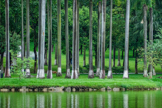 湖水树林草地