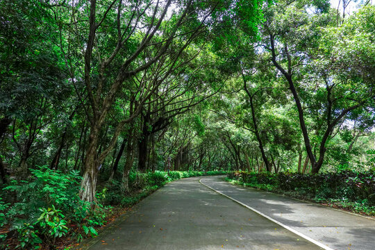 树林道路