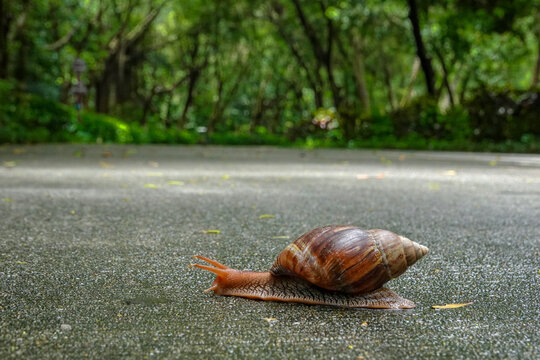 路上爬行的蜗牛