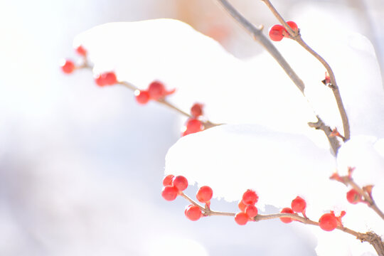 大雪