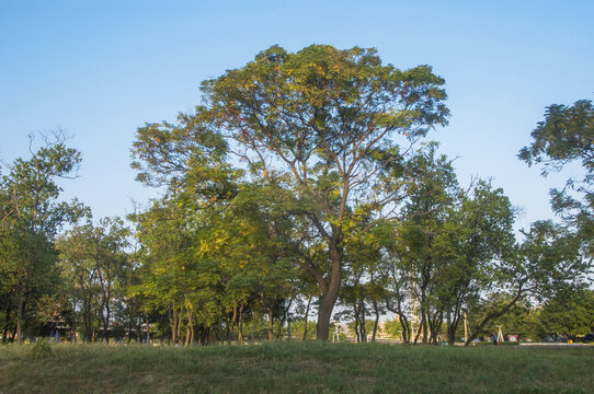 苦楝树林风景