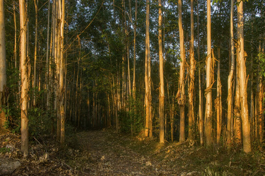 桉树林林间小道