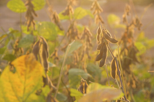 大豆种植