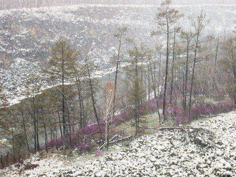 春天风雪森林河流大峡谷