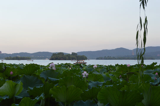 西湖可采莲