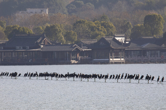 杭州湘湖生态鸬鹚风光