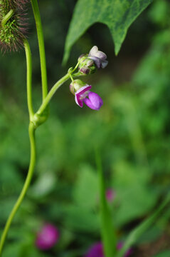 豆角花