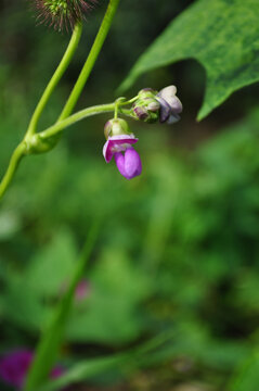 豆角花