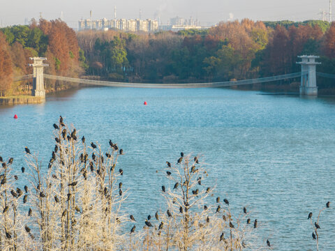 武汉东湖落雁岛风景区深秋风光